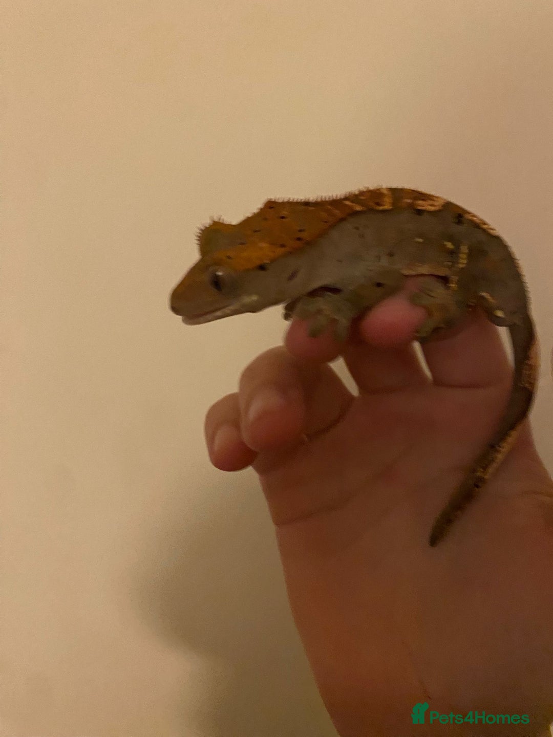 Gecko reptiles for sale: Crested gecko  - Image 2