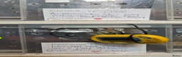 Snake reptiles for sale: Western hognoses babies - Advert 2