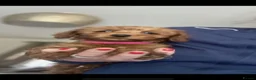 Maltipoo dogs for sale: Fully vaccinated Asian teddy face toy maltpoo🧸 - Advert 31