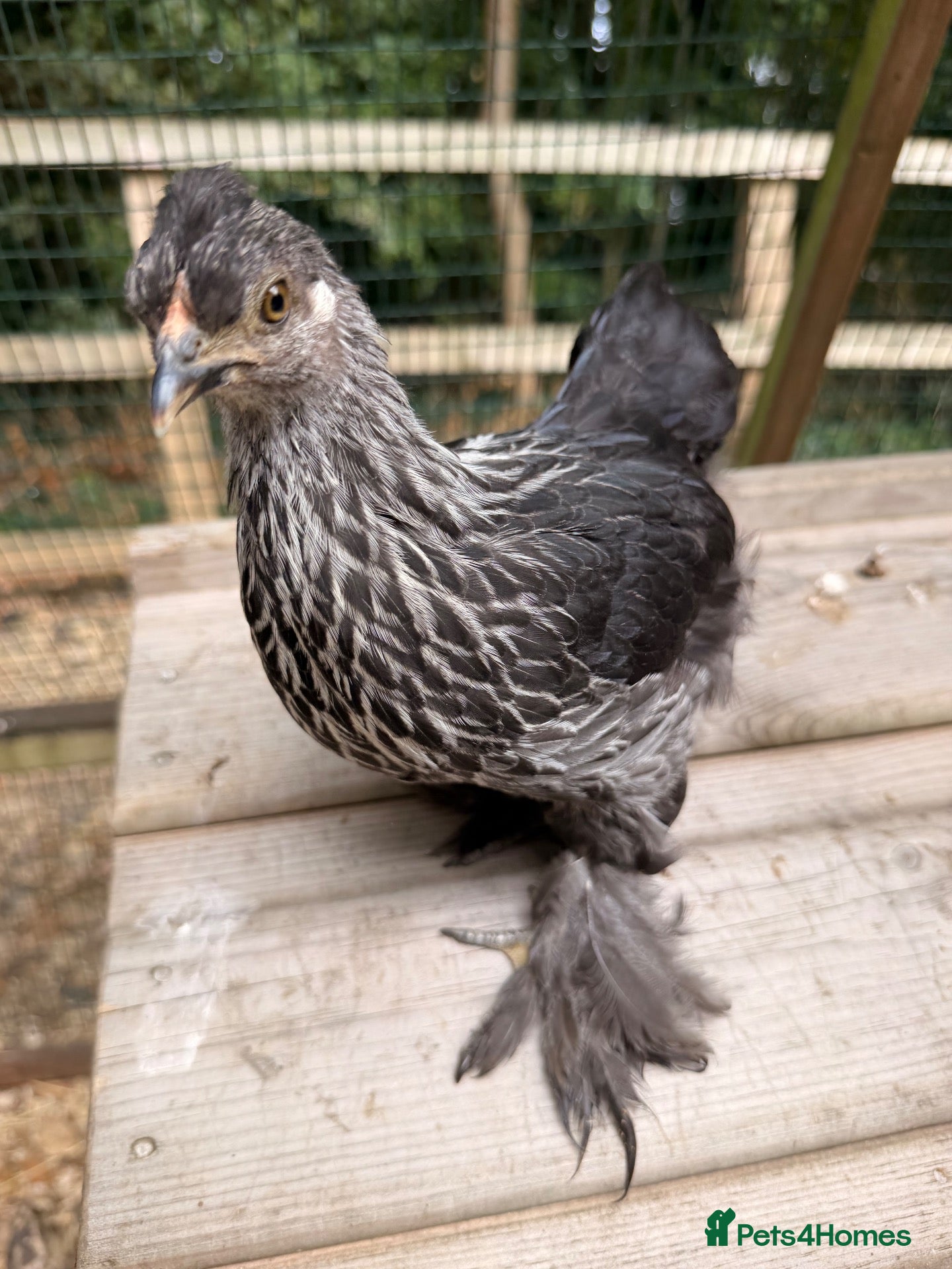 Chickens poultry Pekin Chicks 🐥 ☁️✨ - Advert 2