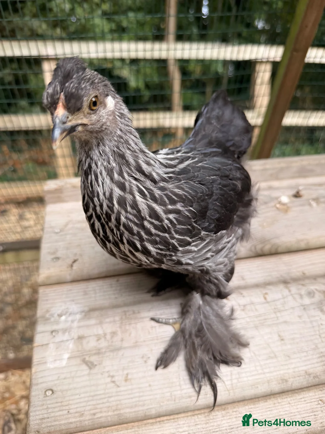 Chickens poultry for sale: Pekin Chicks 🐥 ☁️✨ - Advert 2