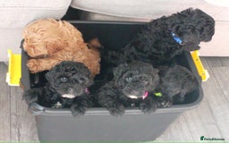 Cockapoo dogs for sale: Fb1 cockapoos puppies - Image 20