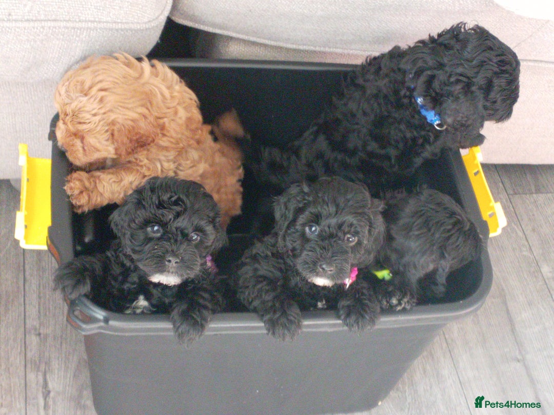 Cockapoo dogs for sale: Fb1 cockapoos puppies - Image 20