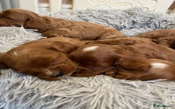 Cavapoo dogs for sale: Merlesque ⭐️⭐️⭐️⭐️⭐️F1 Cavapoos 200 DNA - Image 21