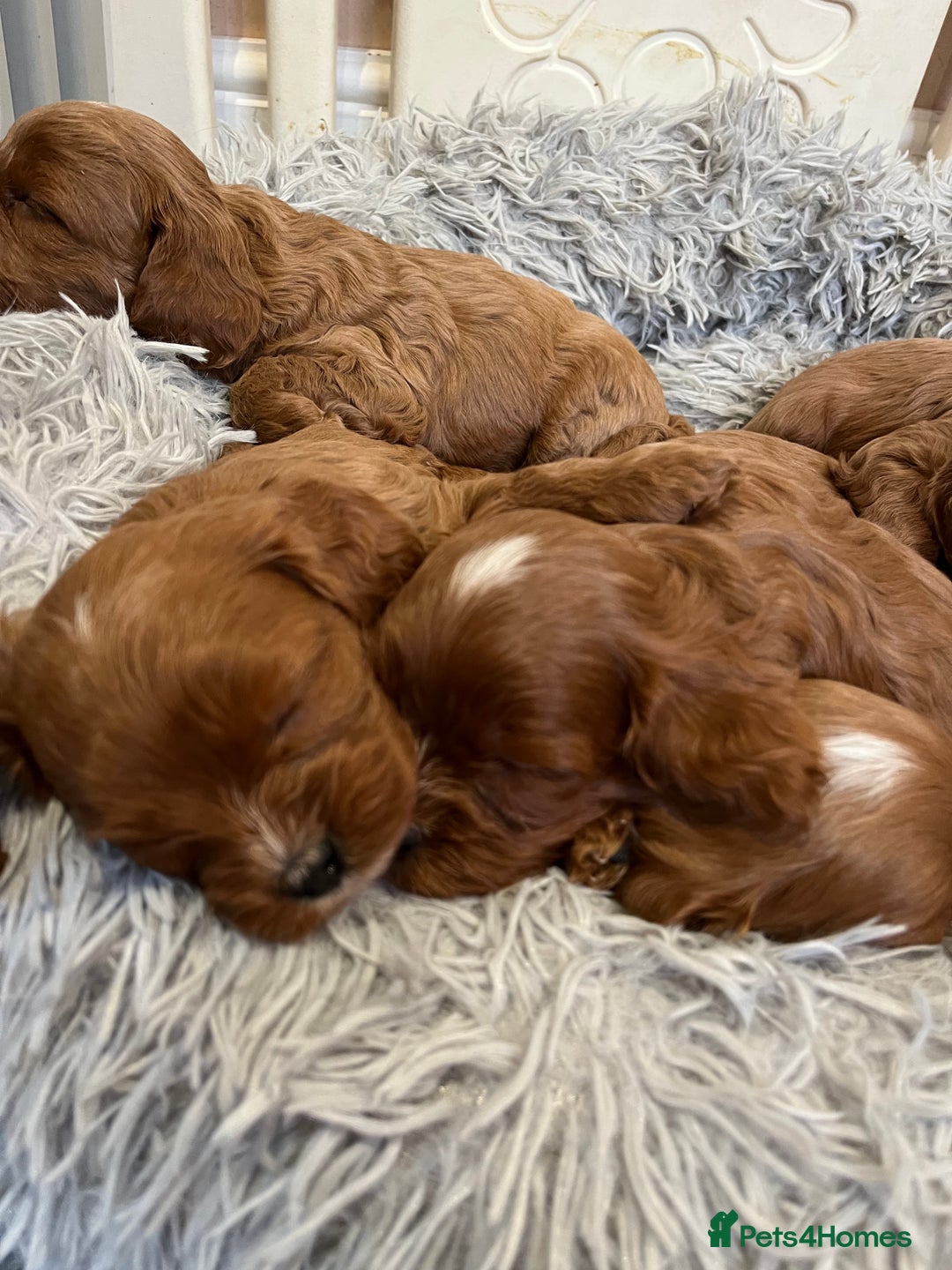Cavapoo dogs for sale: Merlesque ⭐️⭐️⭐️⭐️⭐️F1 Cavapoos 200 DNA - Image 21
