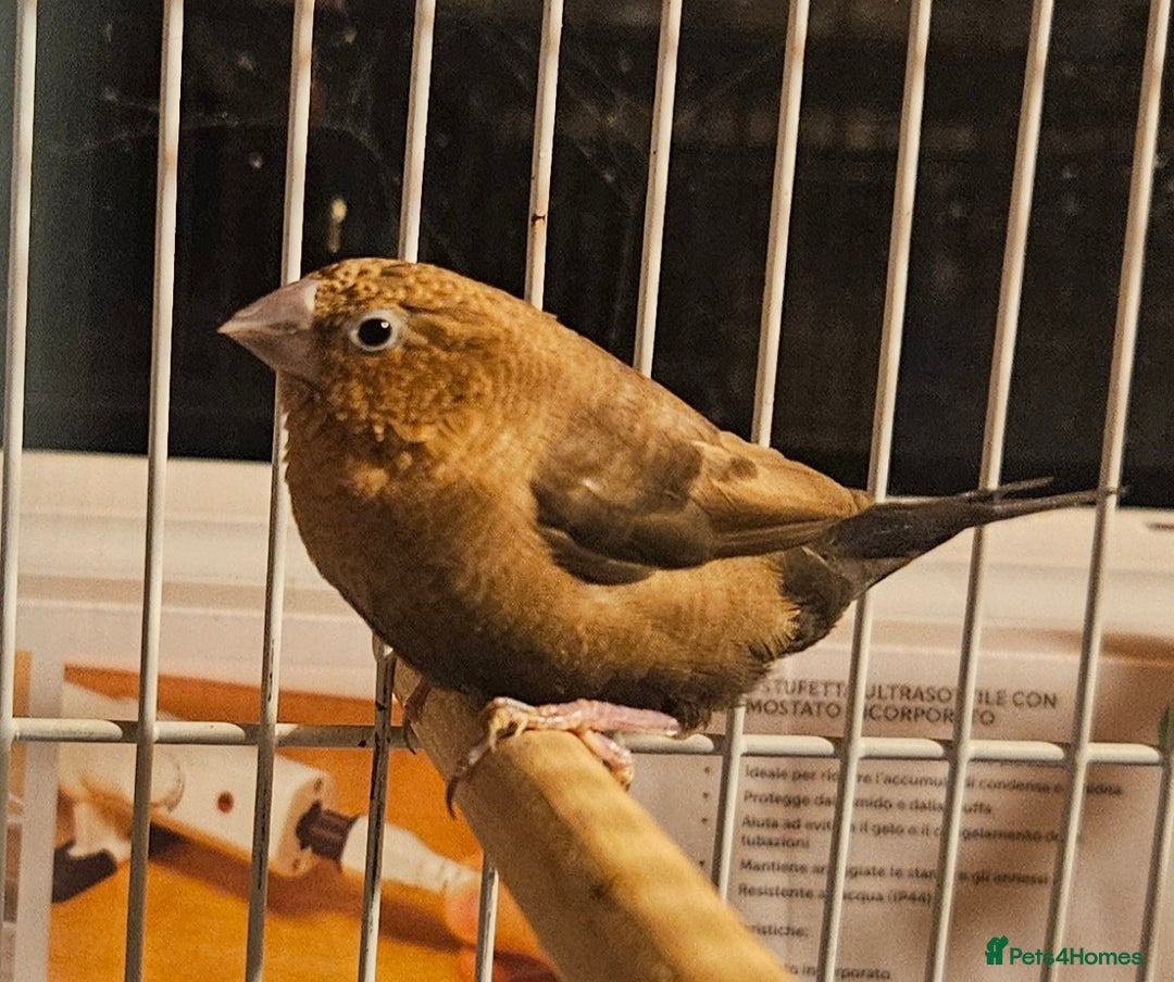 Finches birds for sale: Goldfinches, Bengalese finches & Zebra Finches - Advert 13