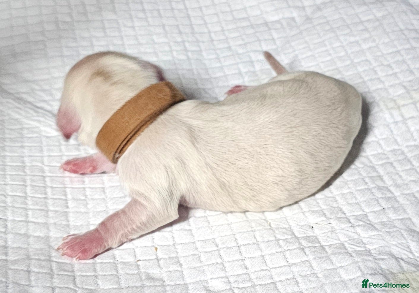 Miniature Dachshund dogs ⭐️⭐️⭐️⭐️⭐️ CREAM INTENSITY MINIDACHSHUND KCREG🐾❤️ - Advert 7