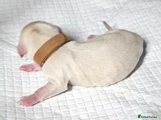 Miniature Dachshund dogs ⭐️⭐️⭐️⭐️⭐️ CREAM INTENSITY MINIDACHSHUND KCREG🐾❤️ - Advert 7