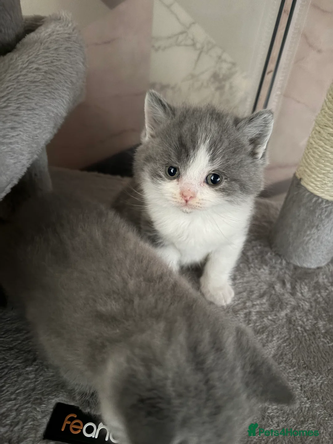 British Shorthair cats for sale: British Shorthair Boys - Advert 1