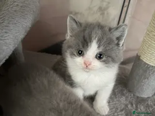 British Shorthair cats British Shorthair Boys - Advert 1
