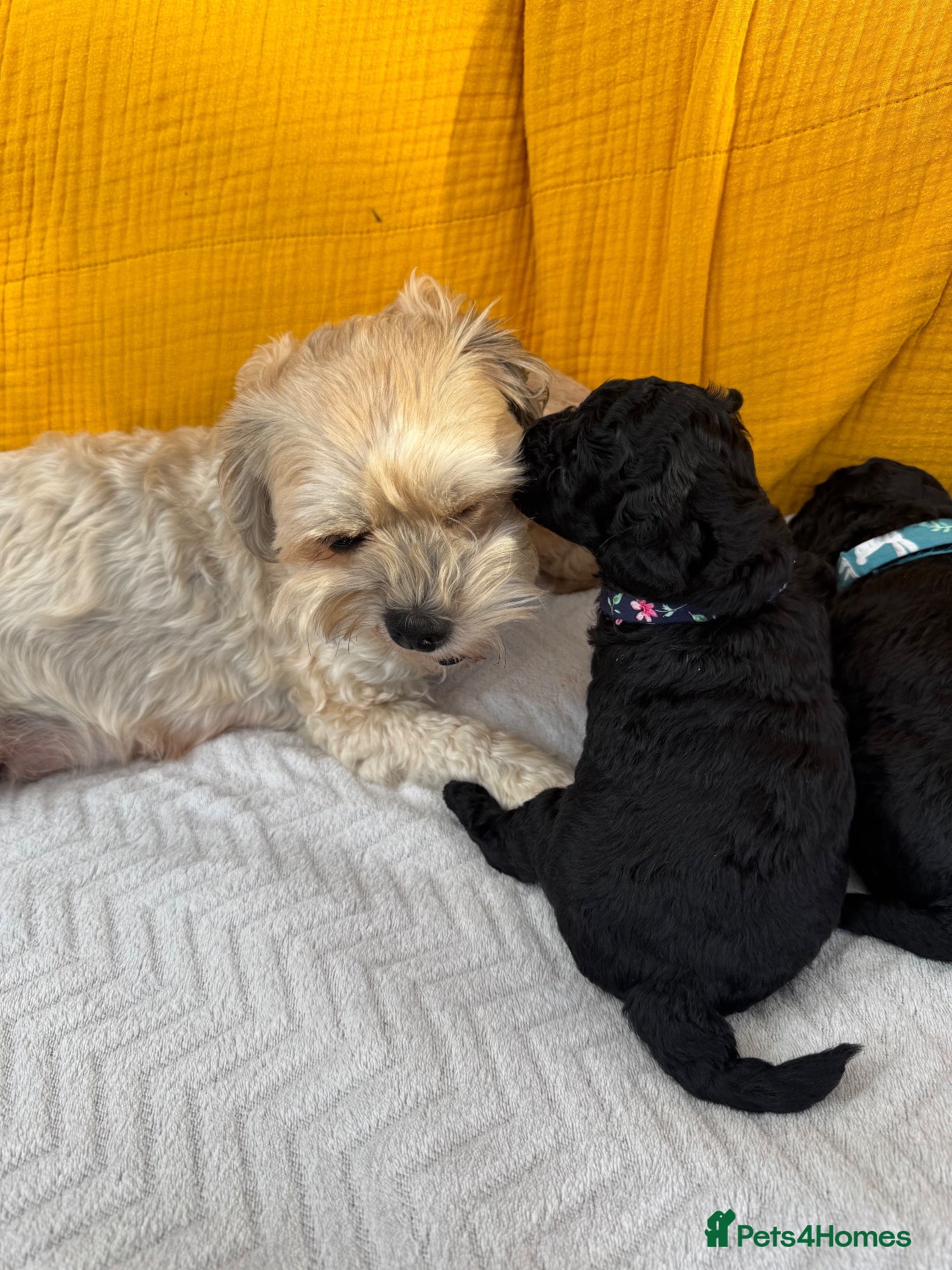 Shihpoo dogs Shihpoo puppies 3 boys - Advert 1