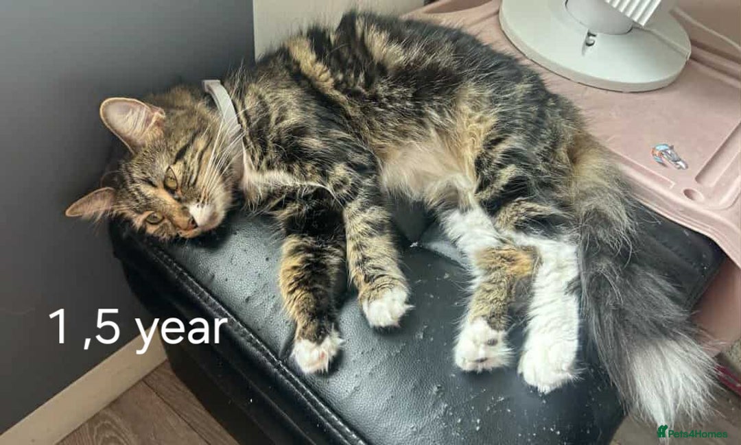 Mixed Breed cats for sale: Female  - Image 2