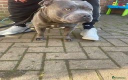Staffordshire Bull Terrier dogs for sale: Staffordshire Bull Terrier Pups KC REGISTERED  - Image 15