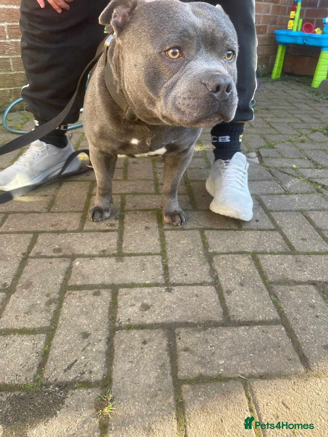 Staffordshire Bull Terrier dogs for sale: Staffordshire Bull Terrier Pups KC REGISTERED  - Image 15