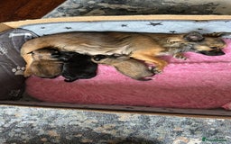Chihuahua dogs for sale: Beautiful Chihuahua Puppies  - Image 1