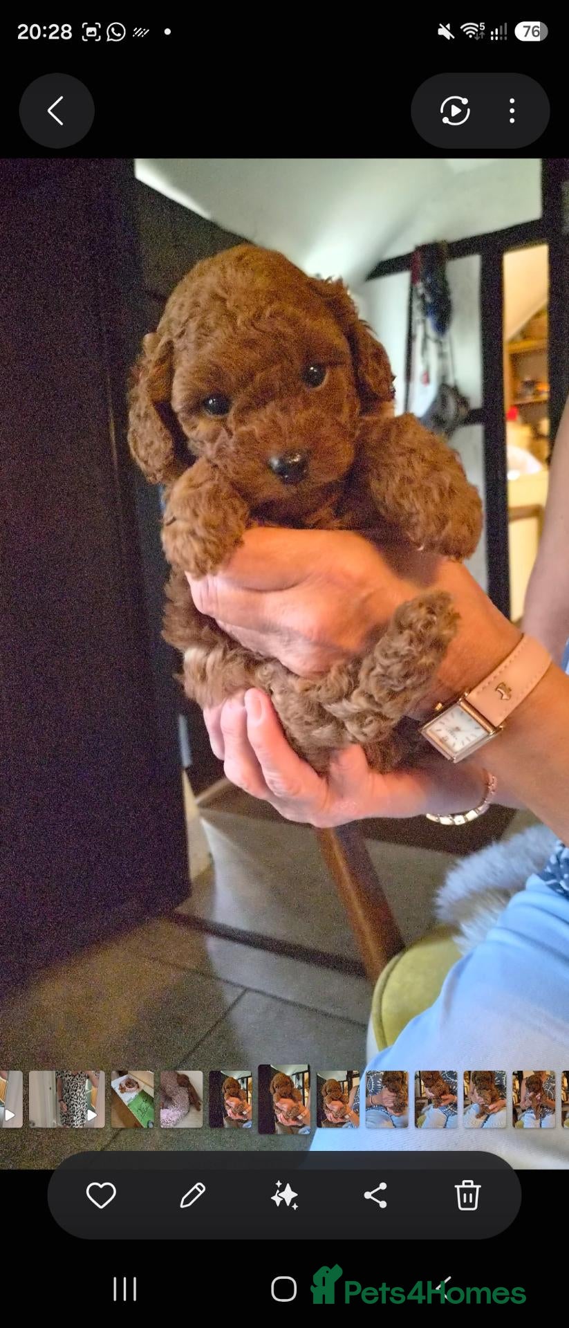Yorkiepoo dogs F1B Yorkiepoo Puppies - Miniature Teddy Bears  - Advert 2
