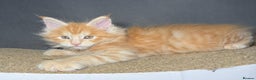 Maine Coon cats for sale: Champion line kittens, ready to reservation🥰 - Advert 5