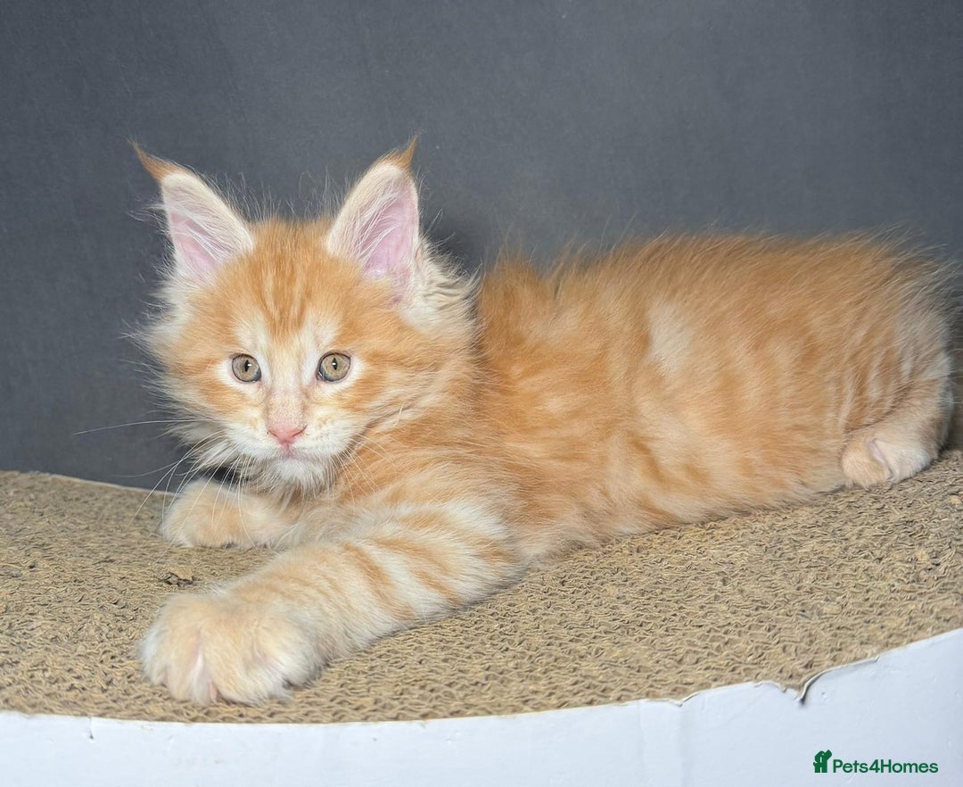Maine Coon cats for sale: Champion line kittens, ready to reservation🥰 - Advert 5