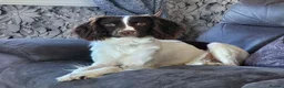 English Springer Spaniel dogs for sale: Farm bred springer spaniel puppies - Advert 4