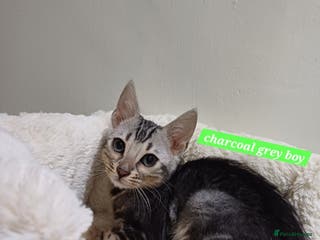 Mixed Breed cats Bengal boy - Advert 4