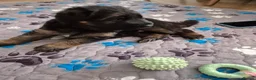 German Shepherd dogs for sale: Stunning GSD Puppies – KC Registered –  DM Clear - Advert 9