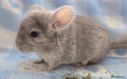 Chinchilla rodents for sale: Young adult and baby chinchillas RPA/RPAC - Image 5