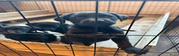 Labrador Retriever dogs for sale: Silver Labrador puppies in Stoke-on-Trent - Advert 2