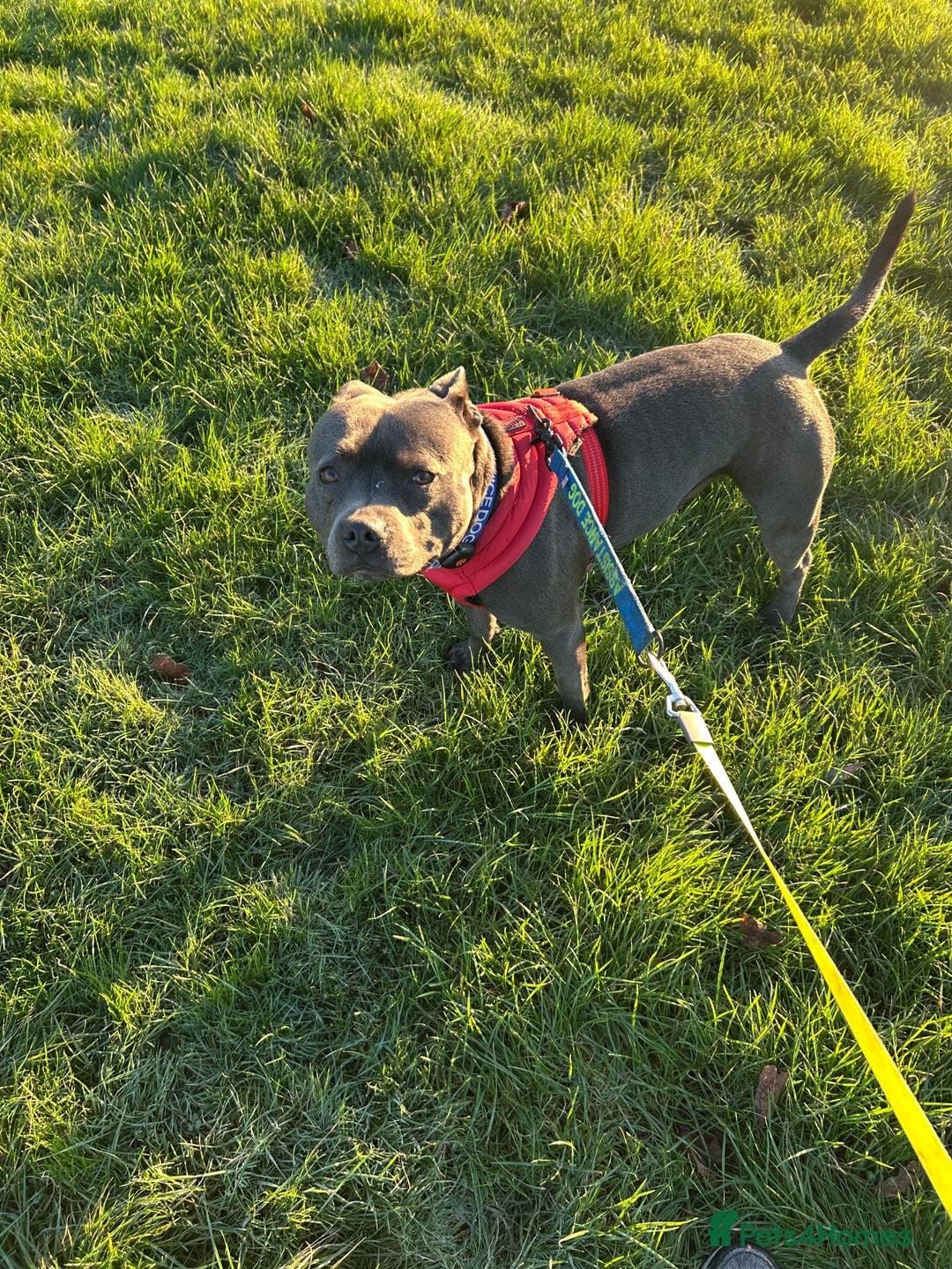 Staffordshire Bull Terrier dogs for stud: Mr. Charming Teddy for Stud in Manchester - Advert 4