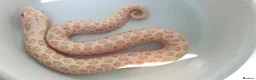 Snake reptiles for sale: Baby Western hognoses CB 25 & 26 ready to go  - Advert 9