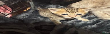 Savannah Kitten 3