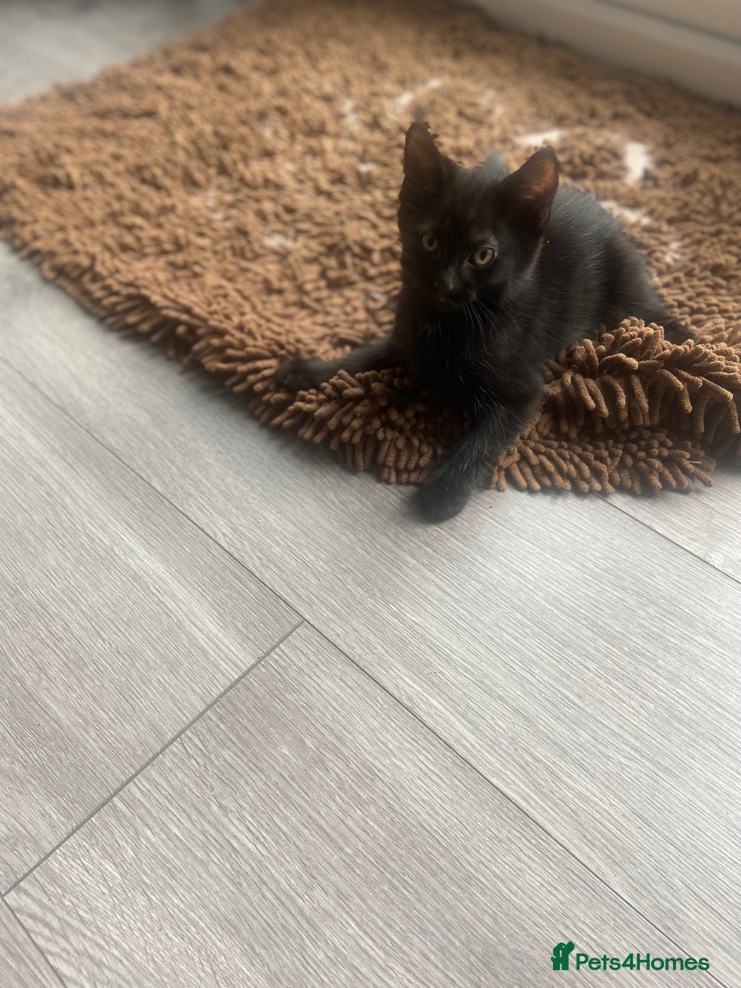 Mixed Breed cats for sale: Three mixed breed kittens - Image 22