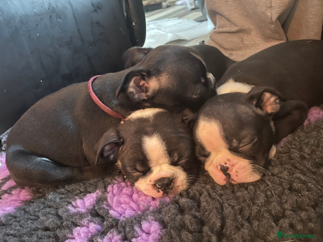 Boston Terrier dogs for sale: 🏡 Ready to Welcome waildax Volk Into Your Home? - Advert 9