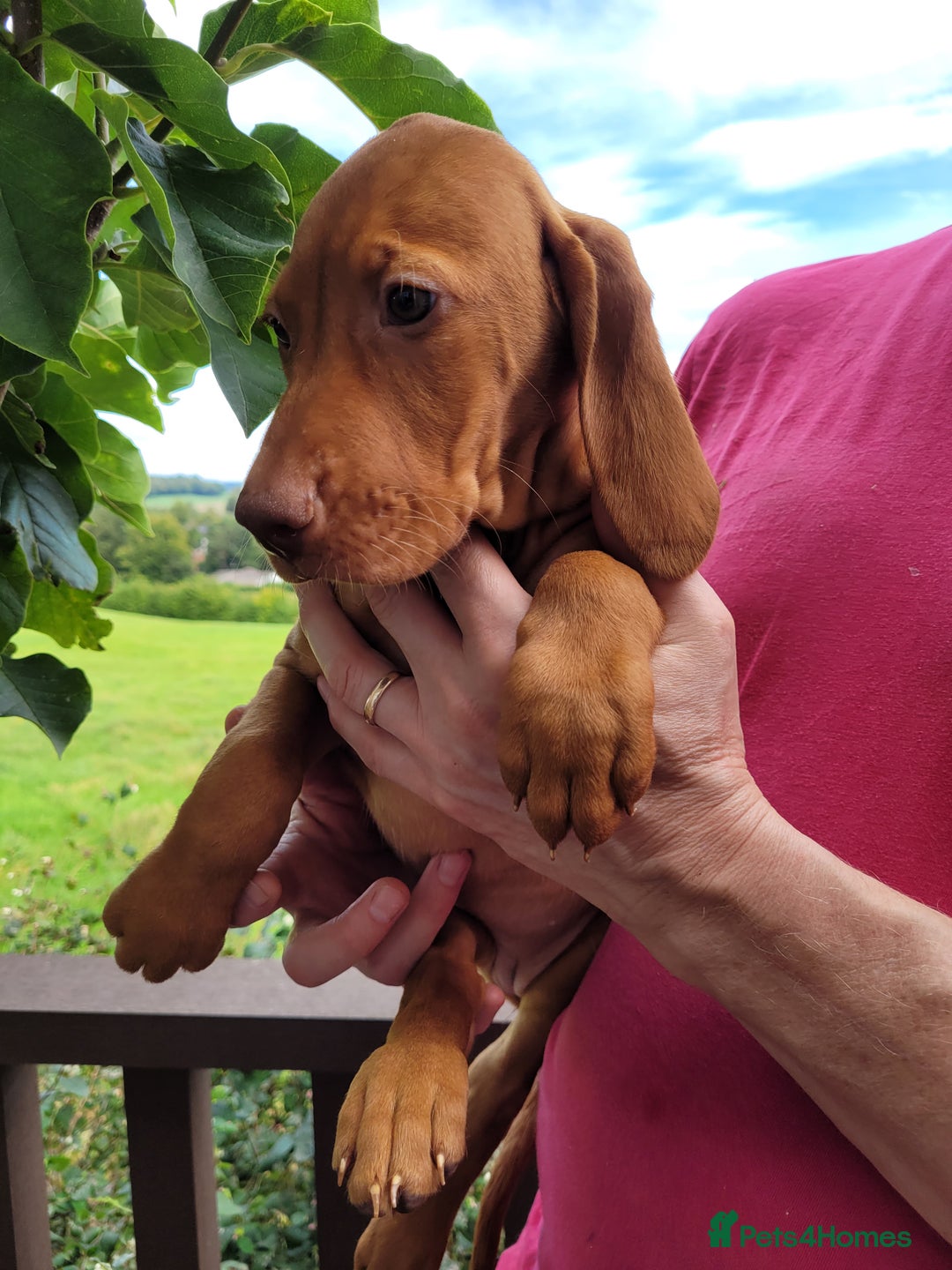 Hungarian Vizsla dogs for sale: Exceptional Vizsla Puppies - 5* Licenced Breeder  - Image 8