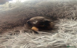 Guinea Pig rodents for sale: Guinea pigs  - Image 6