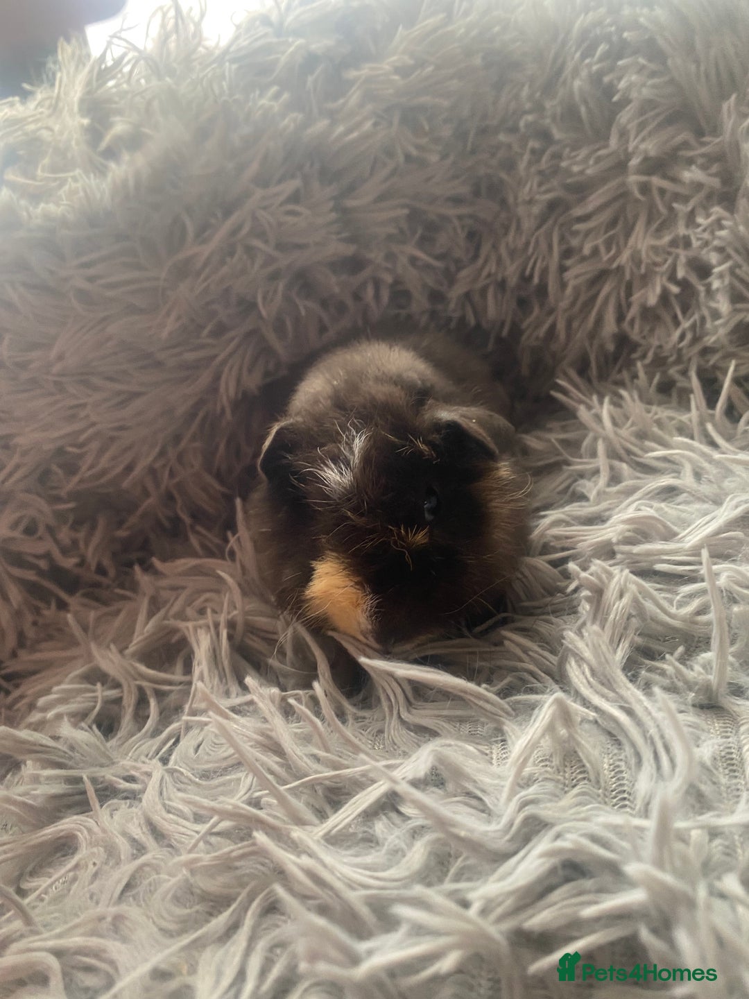 Guinea Pig rodents for sale: Guinea pigs  - Image 6