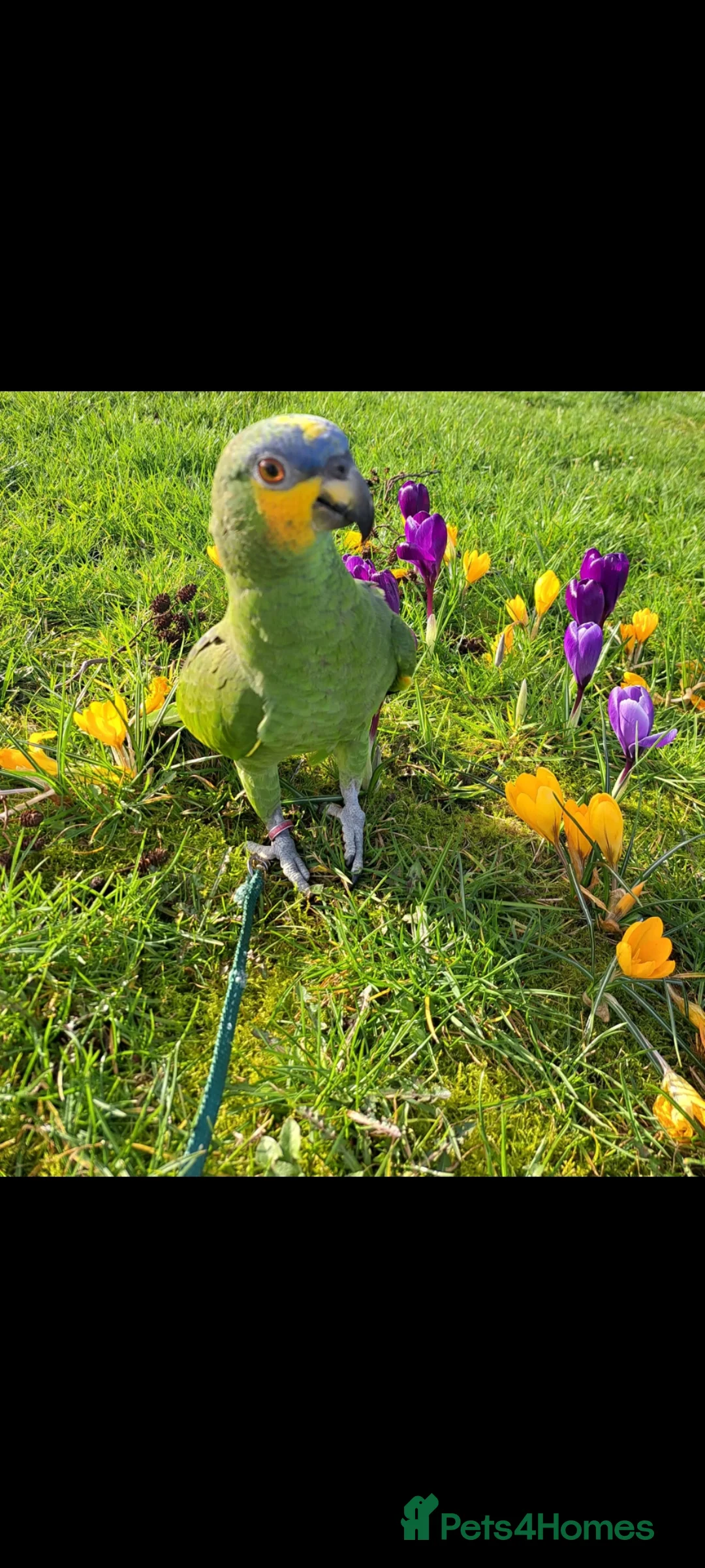 Parrots birds for sale: Orange winged amazon - Advert 1