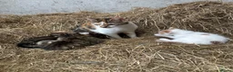 Mixed Breed cats for sale: 3 boy kittens  - Advert 3