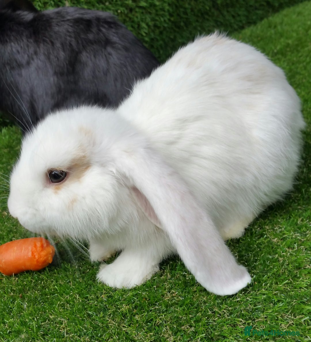 French Lop rabbits for sale: Giant French Lop Planned Litters - Vaccinated   - Image 18