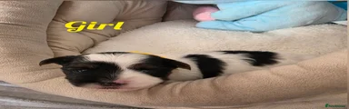 Biewer Terrier Girl