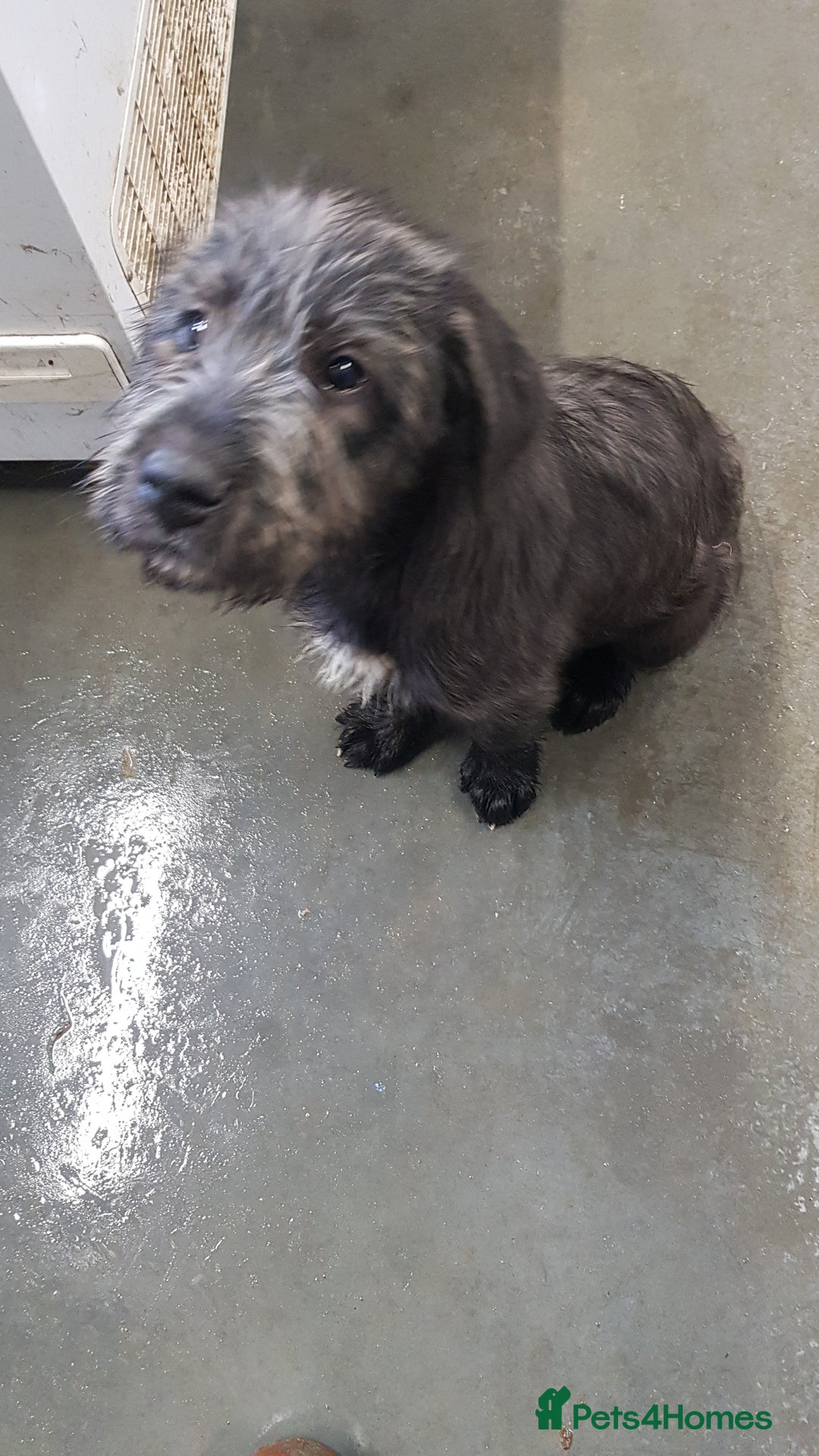 Irish Wolfhound dogs for sale: Irish Wolfhound Pups - Advert 2