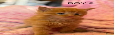 Boy 2