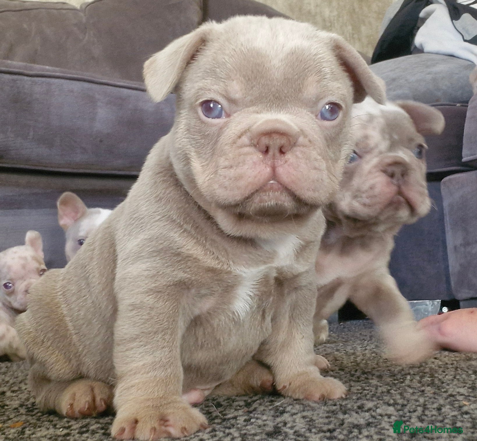 French Bulldog dogs Stunning dwkc merle french bulldogs  - Advert 10