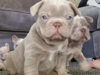French Bulldog dogs Stunning dwkc merle french bulldogs - Advert 10