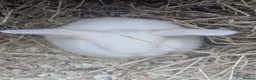Mixed Breed rabbits for sale: Gorgeous Rabbits  - Advert 2
