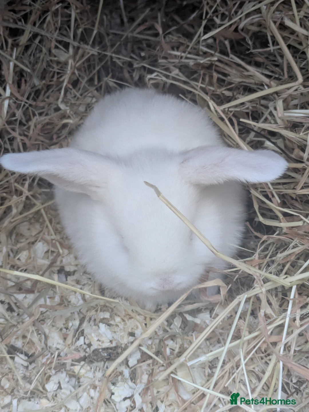 Mixed Breed rabbits for sale: Gorgeous Rabbits  - Advert 2
