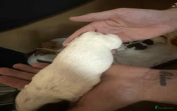 Jack Russell dogs for sale: Beautiful jack Russell terrier puppies  - Image 12