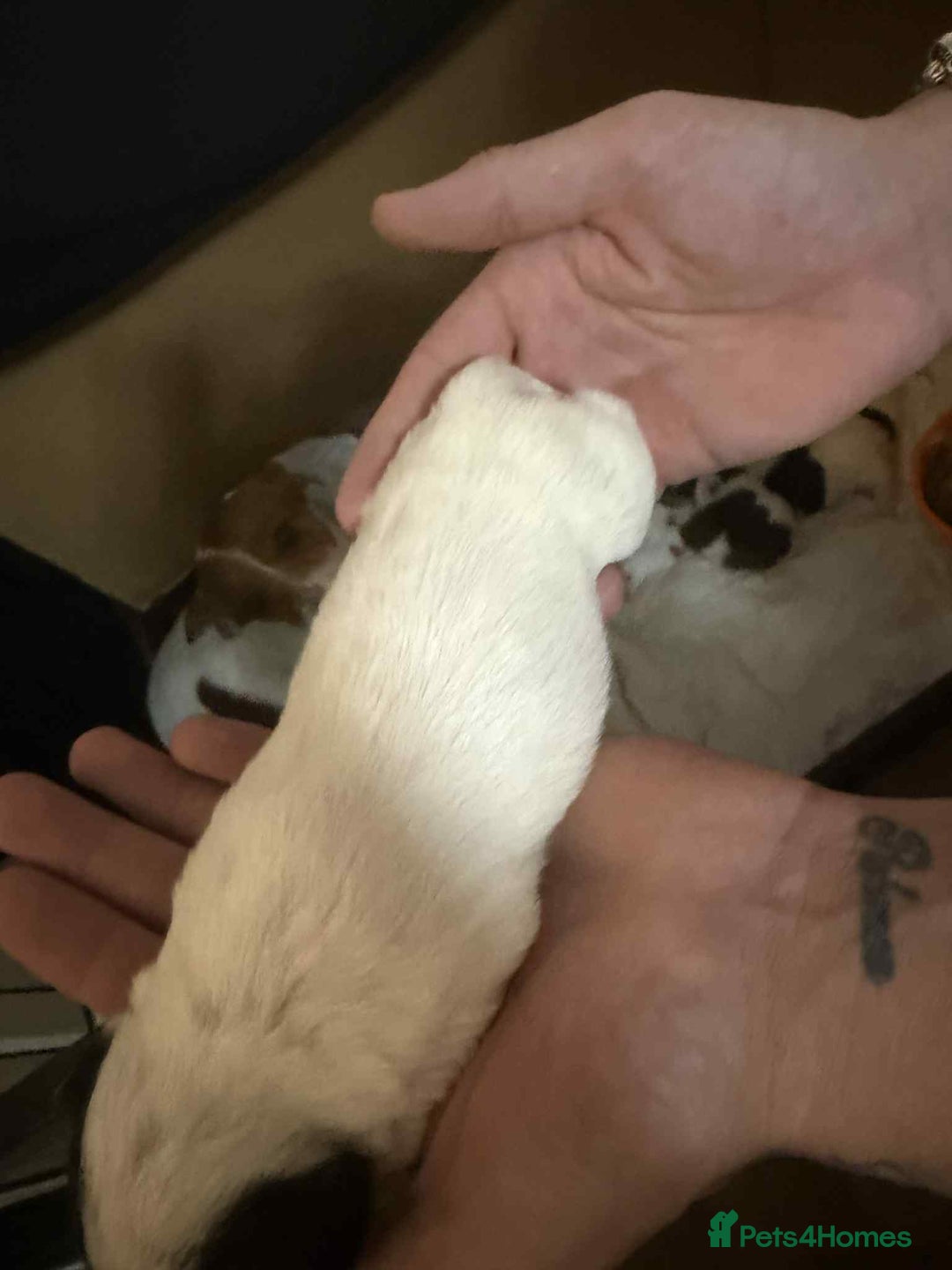 Jack Russell dogs for sale: Beautiful jack Russell terrier puppies  - Image 12