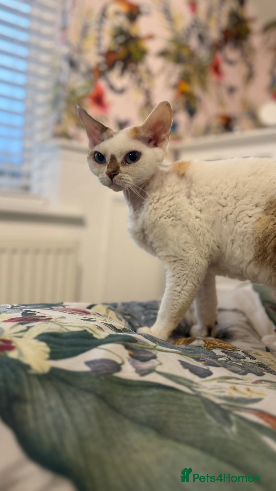 Devon Rex cats for sale: Adult champions Active registered GCCF - Advert 3