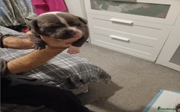 Staffordshire Bull Terrier dogs for sale: Blue staffordshire bull terrier puppies - Image 4