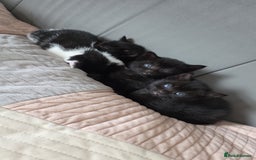 Domestic Shorthair cats for sale: 4 Adorable Kittens ready for their forever homes🩷 - Image 1